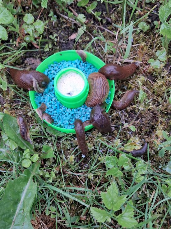 6. gab. gliemežu slazds- M 